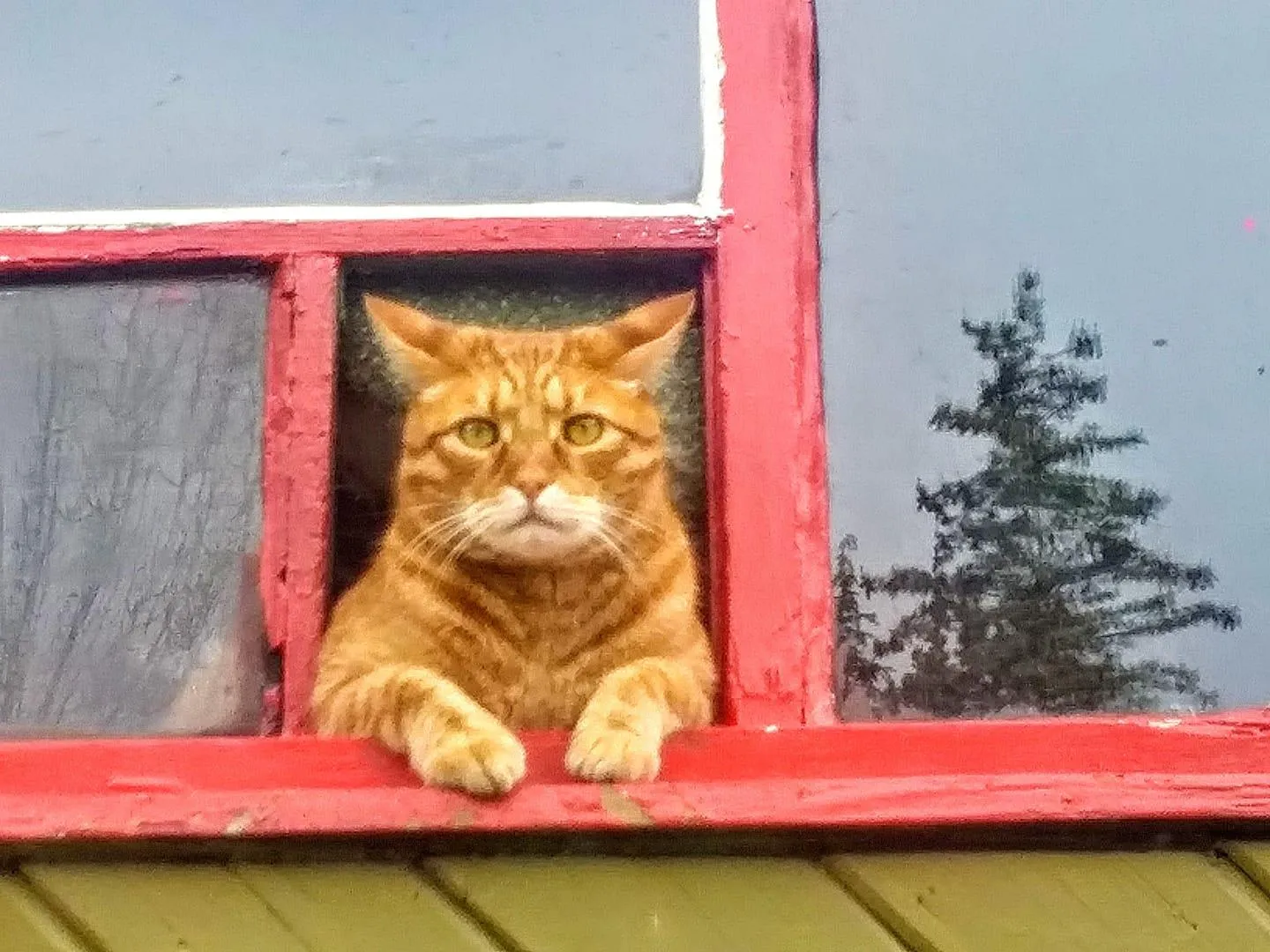 red cat welcome window